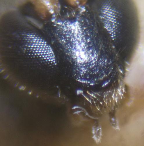 Réf. 328 213 : Schizopyga circulator